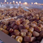 Pakistan earns $56.57m from date exports to 45 markets