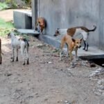 Another Rabies Death Reported in Punjab