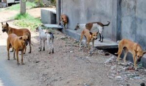 Another Rabies Death Reported in Punjab