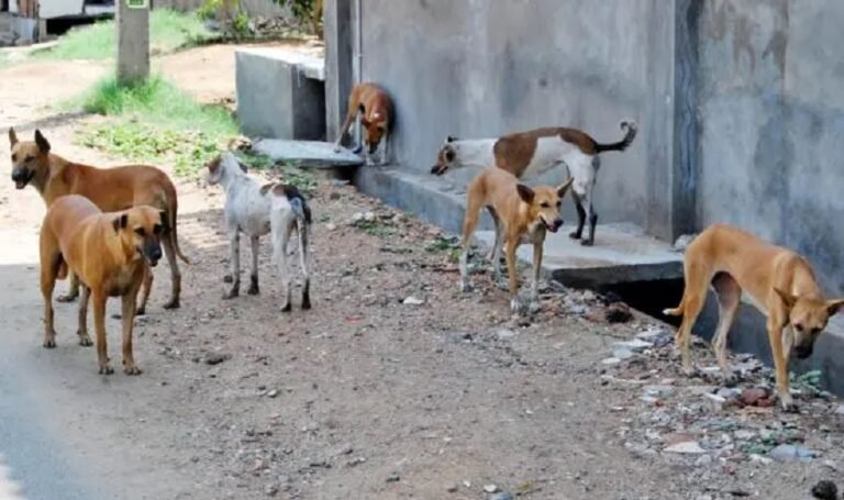Another Rabies Death Reported in Punjab