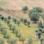Pakistan brings 2,700 acres of olive farms under drip irrigation