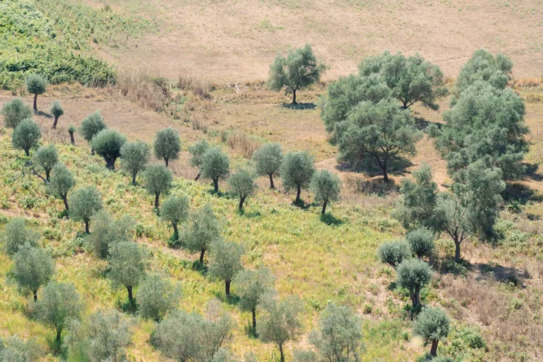 Pakistan brings 2,700 acres of olive farms under drip irrigation Pakistan brings 2,700 acres of olive farms under drip irrigation