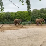Veterinary experts examine ailing elephant Madhubala at Karachi Safari Park