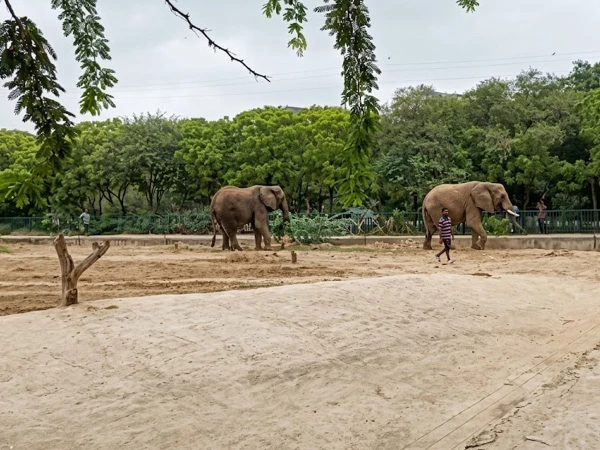 International Experts Arrive to Treat Ailing Elephant Madhubala Veterinary experts examine ailing elephant Madhubala at Karachi Safari Park