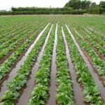 Punjab farmers urged to adopt water-saving irrigation methods