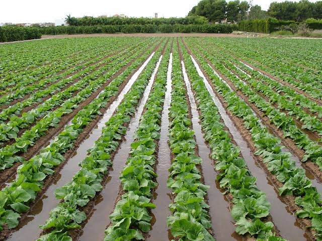 Punjab farmers urged to adopt water-saving irrigation methods Punjab farmers urged to adopt water-saving irrigation methods