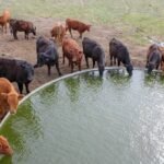 Balochistan to receive 30 livestock ponds and 40 water tanks under Saudi-funded project