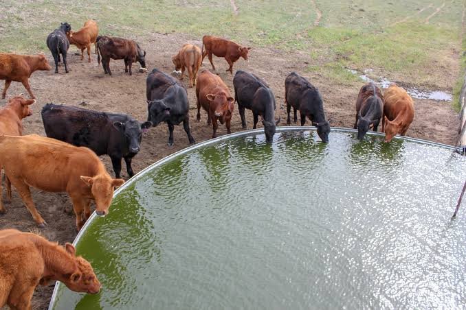 Balochistan to receive 30 livestock ponds and 40 water tanks under Saudi-funded project