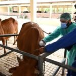 China boosts Pakistan’s livestock disease-control efforts with vaccine support