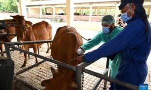 China boosts Pakistan’s livestock disease-control efforts with vaccine support