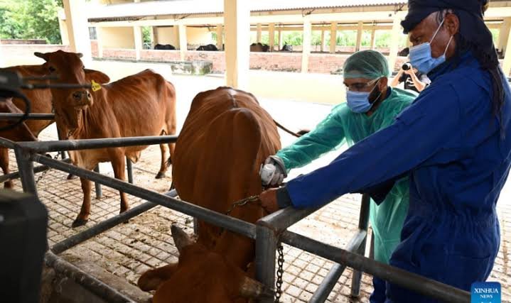 China boosts Pakistan’s livestock disease-control efforts with vaccine support China boosts Pakistan’s livestock disease-control efforts with vaccine support