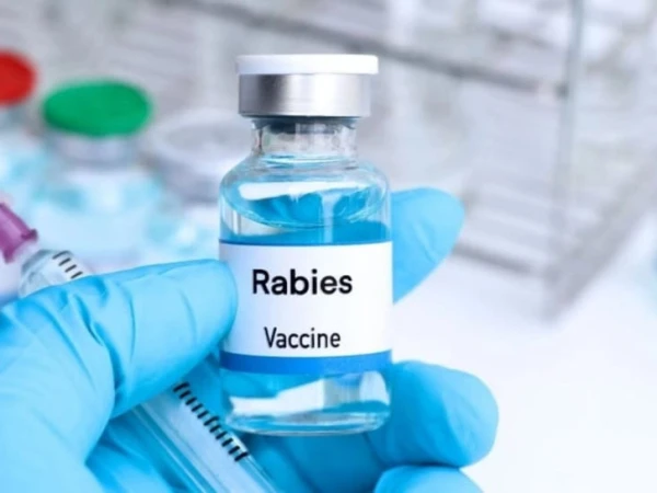 Rabies Death Toll in Sindh Reaches 37