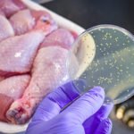Raw chicken being prepared in a kitchen, highlighting food safety and bacterial contamination risks.